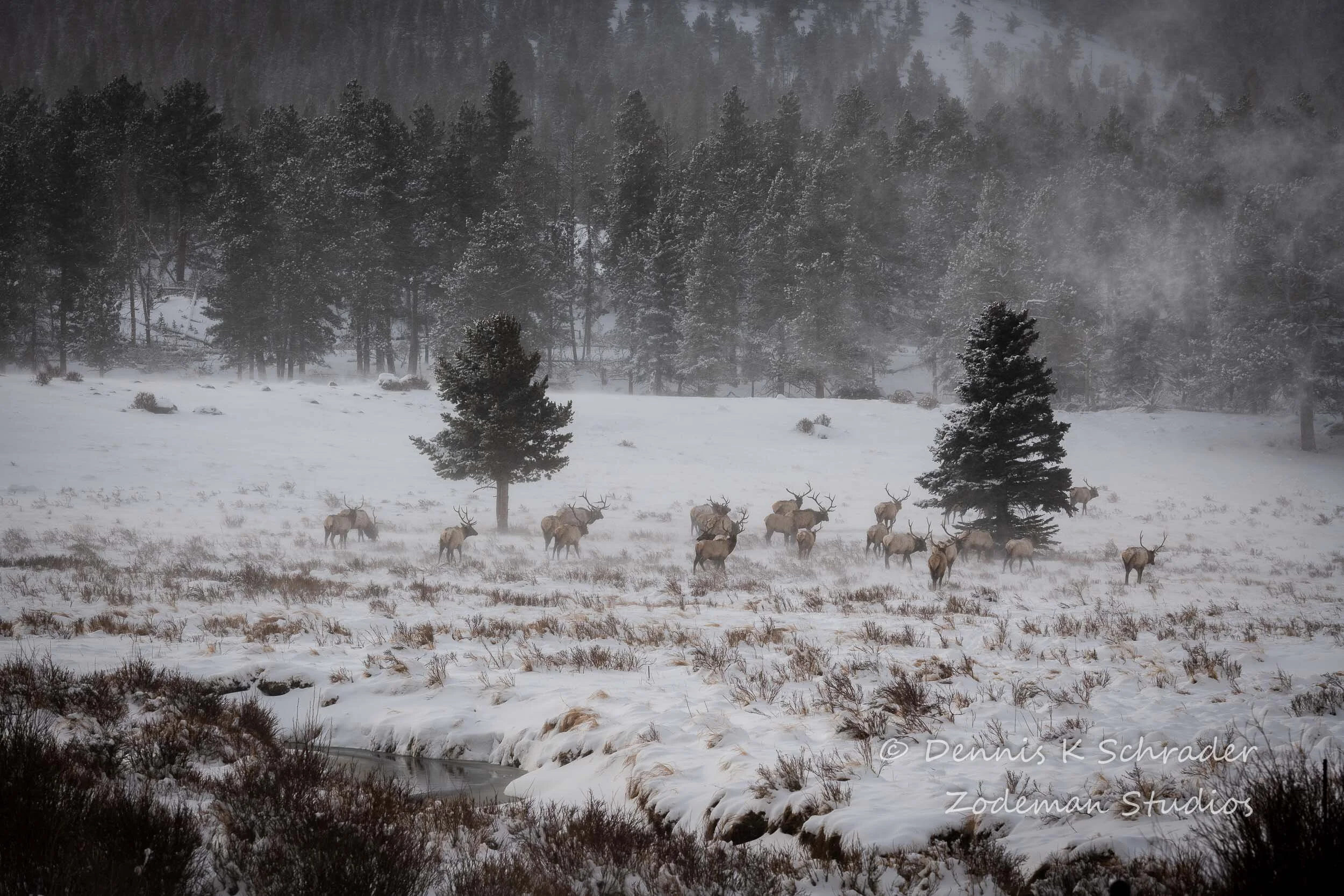 Elk on a snowy day