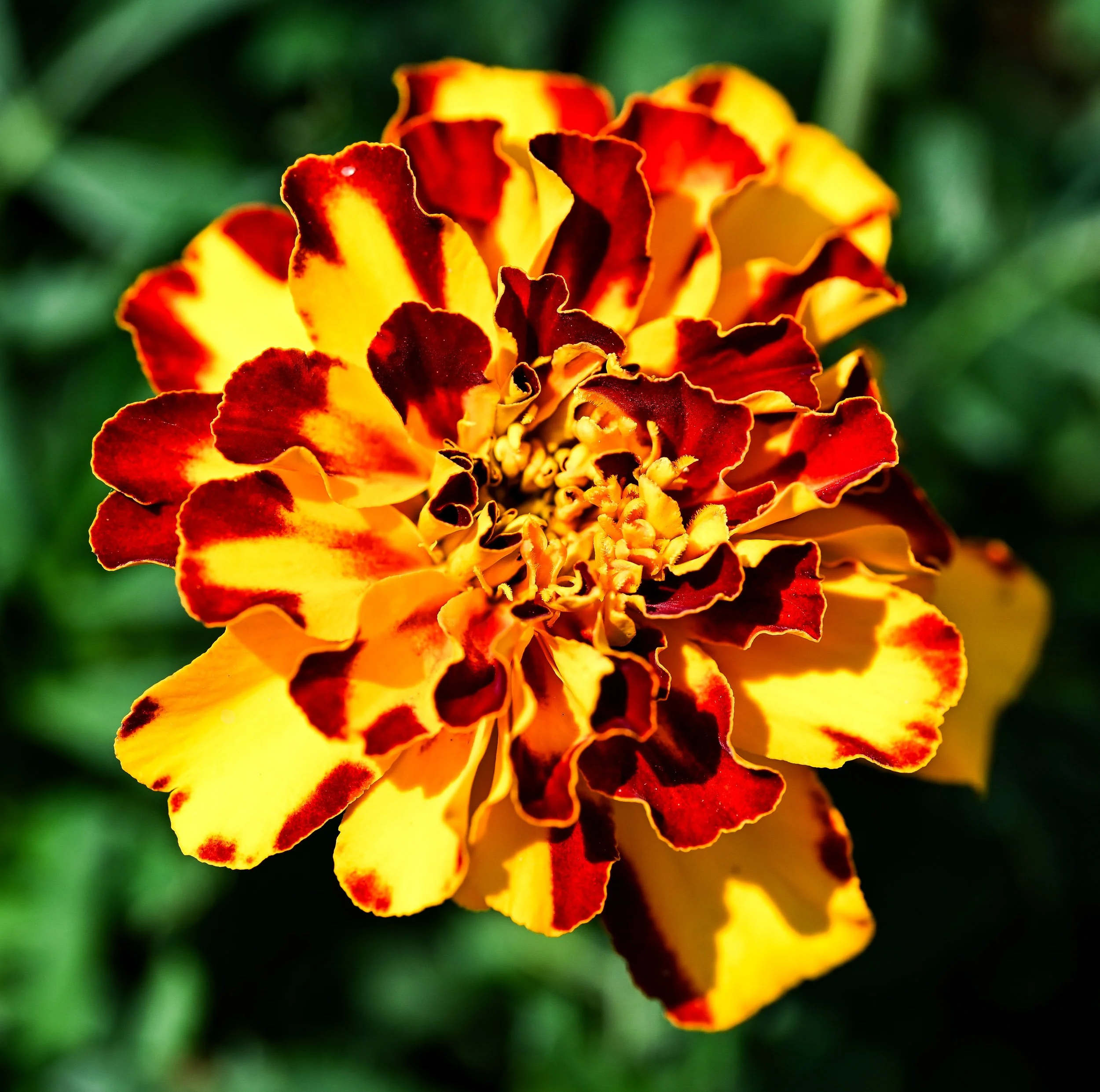 DSC_0082.jpg