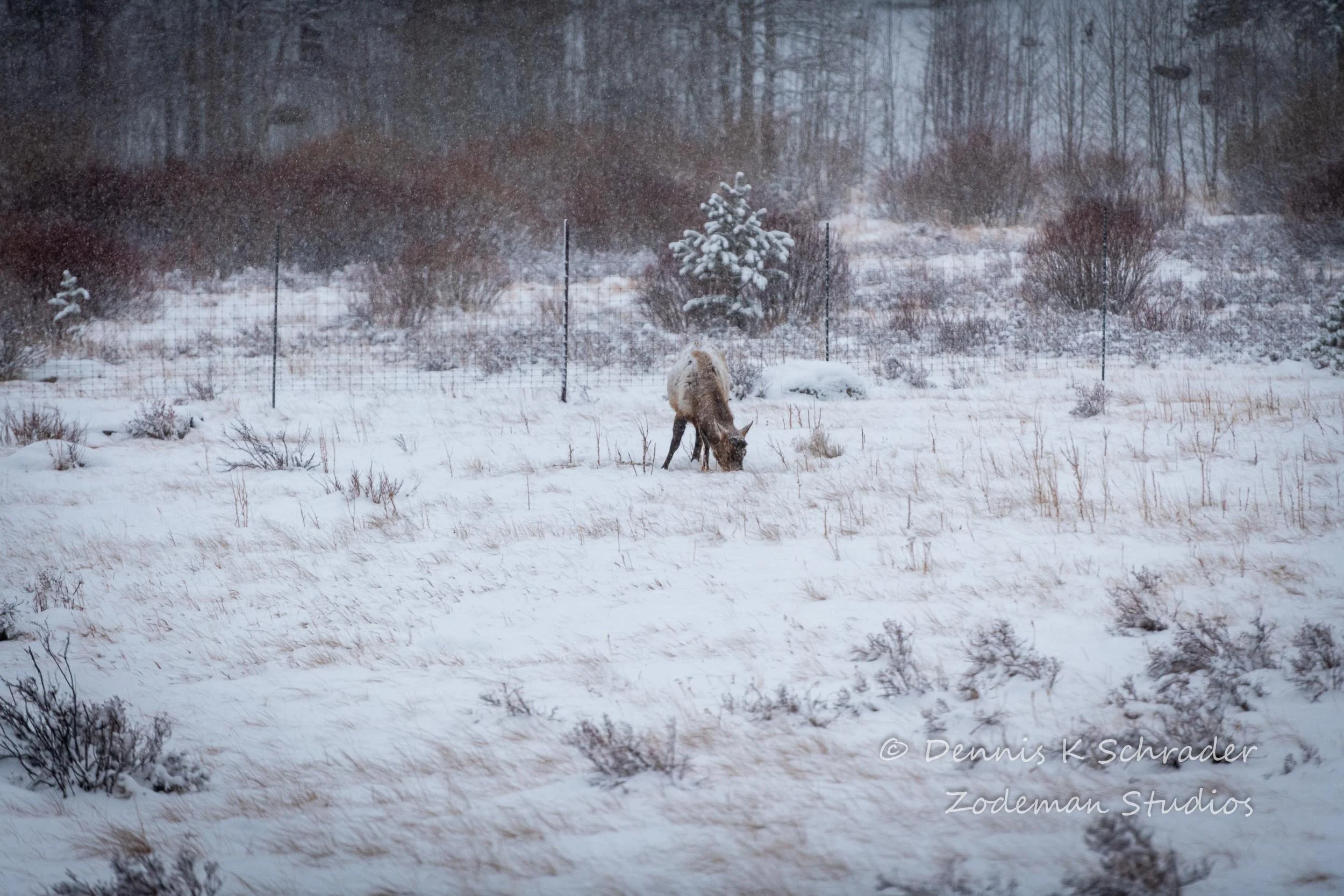An elk feeds early in the morning