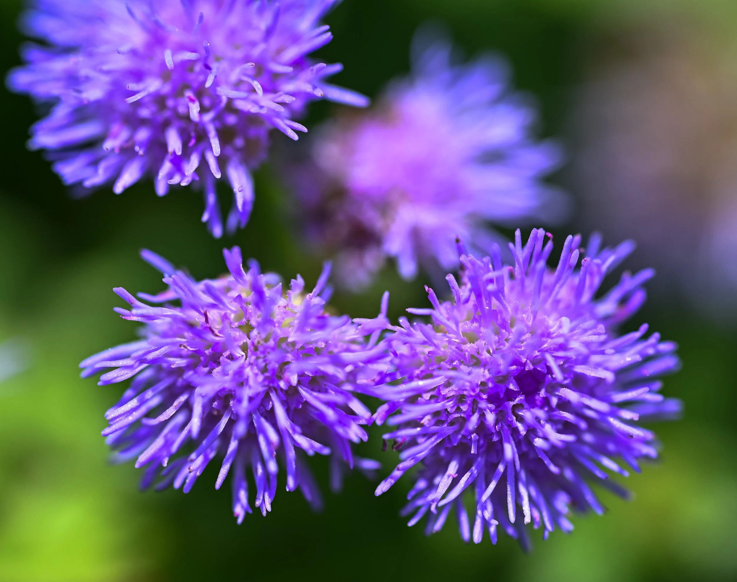DSC_0043.jpg