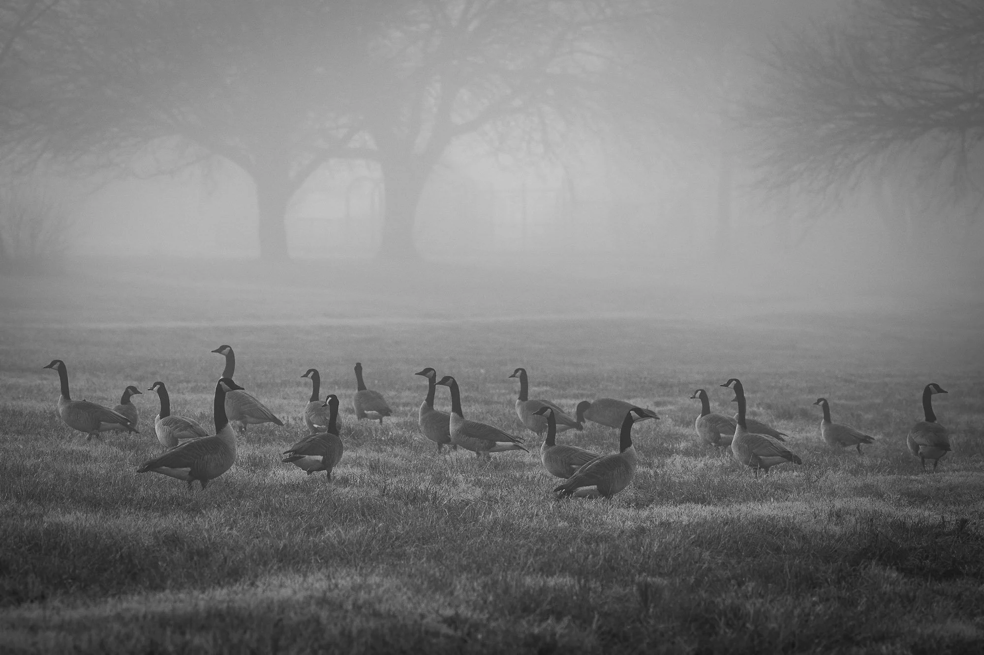 A quiet assembly along the water’s edge