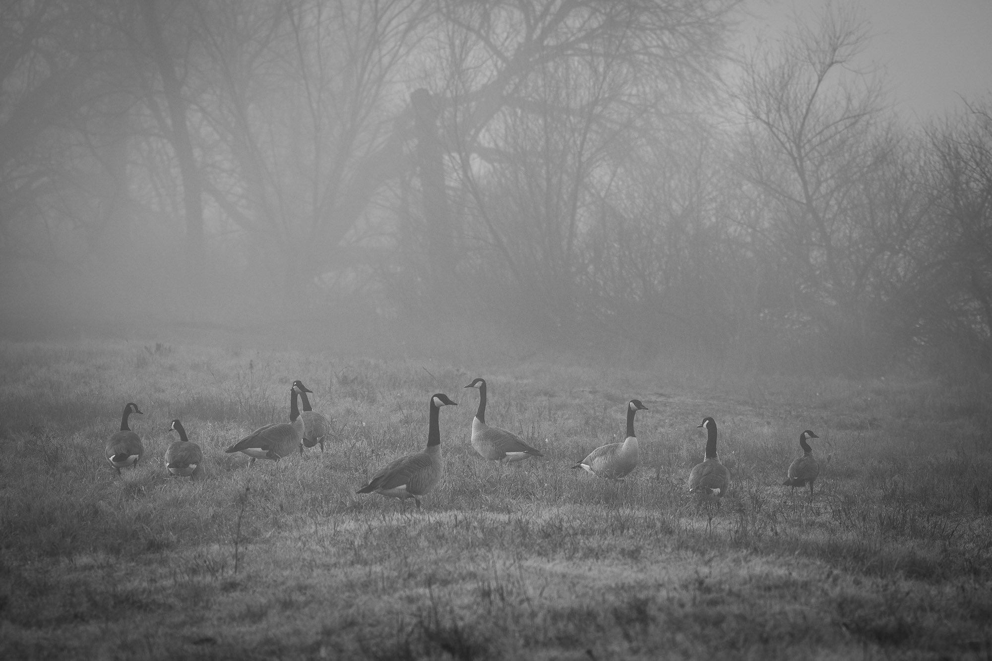 Canada geese gathering in the misty park