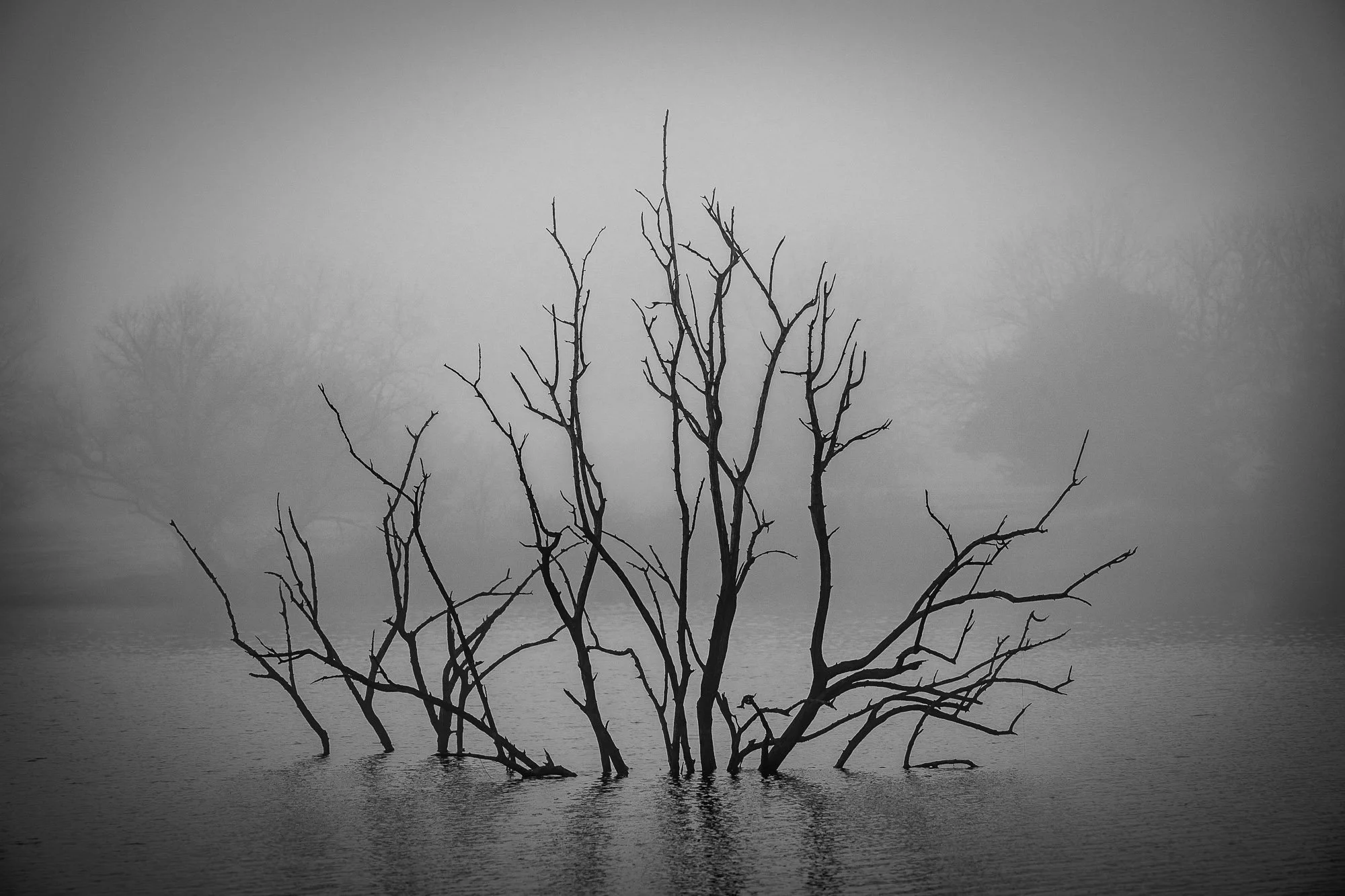 Skeletal branches reaching through dense fog