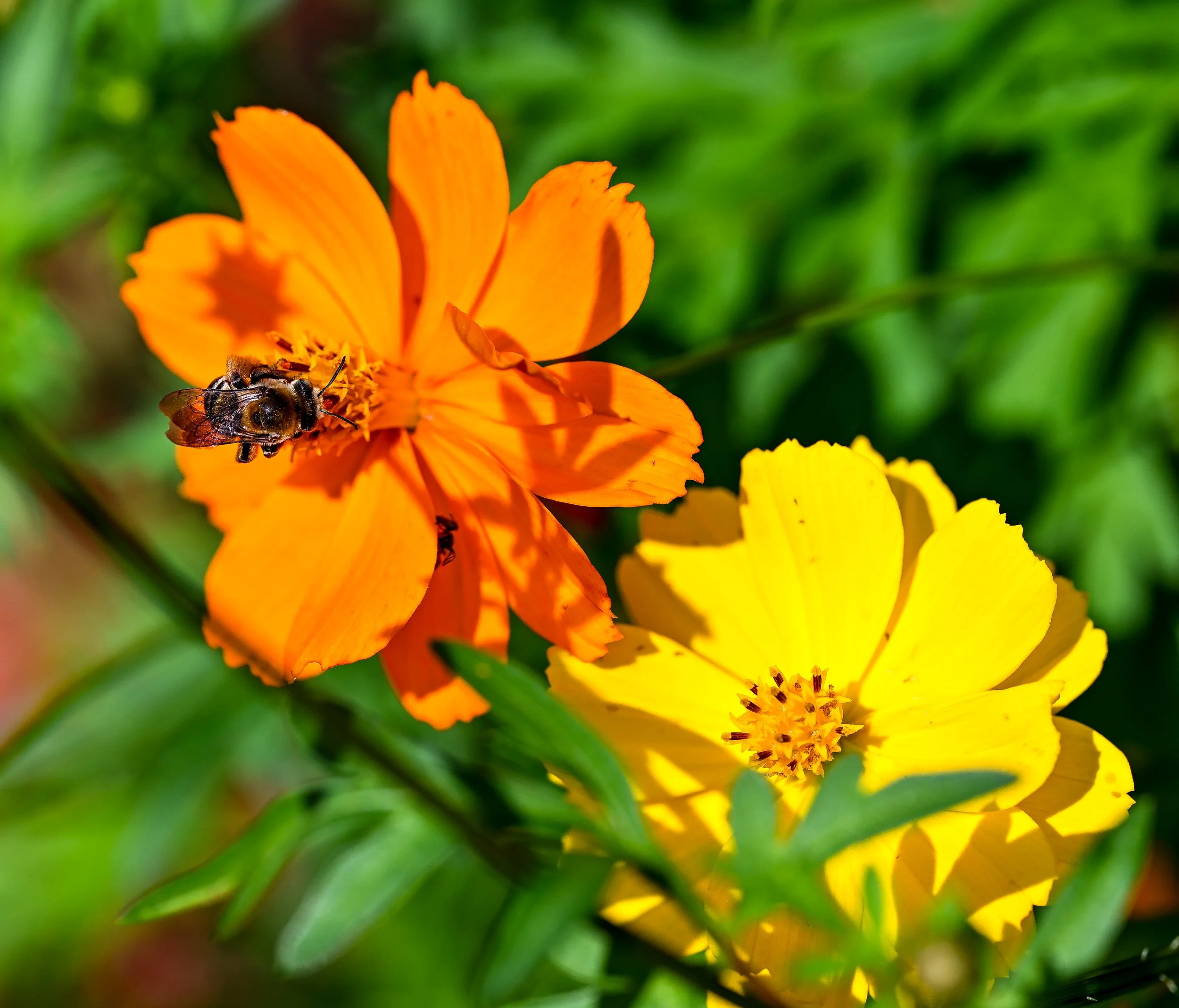 DSC_0074.jpg