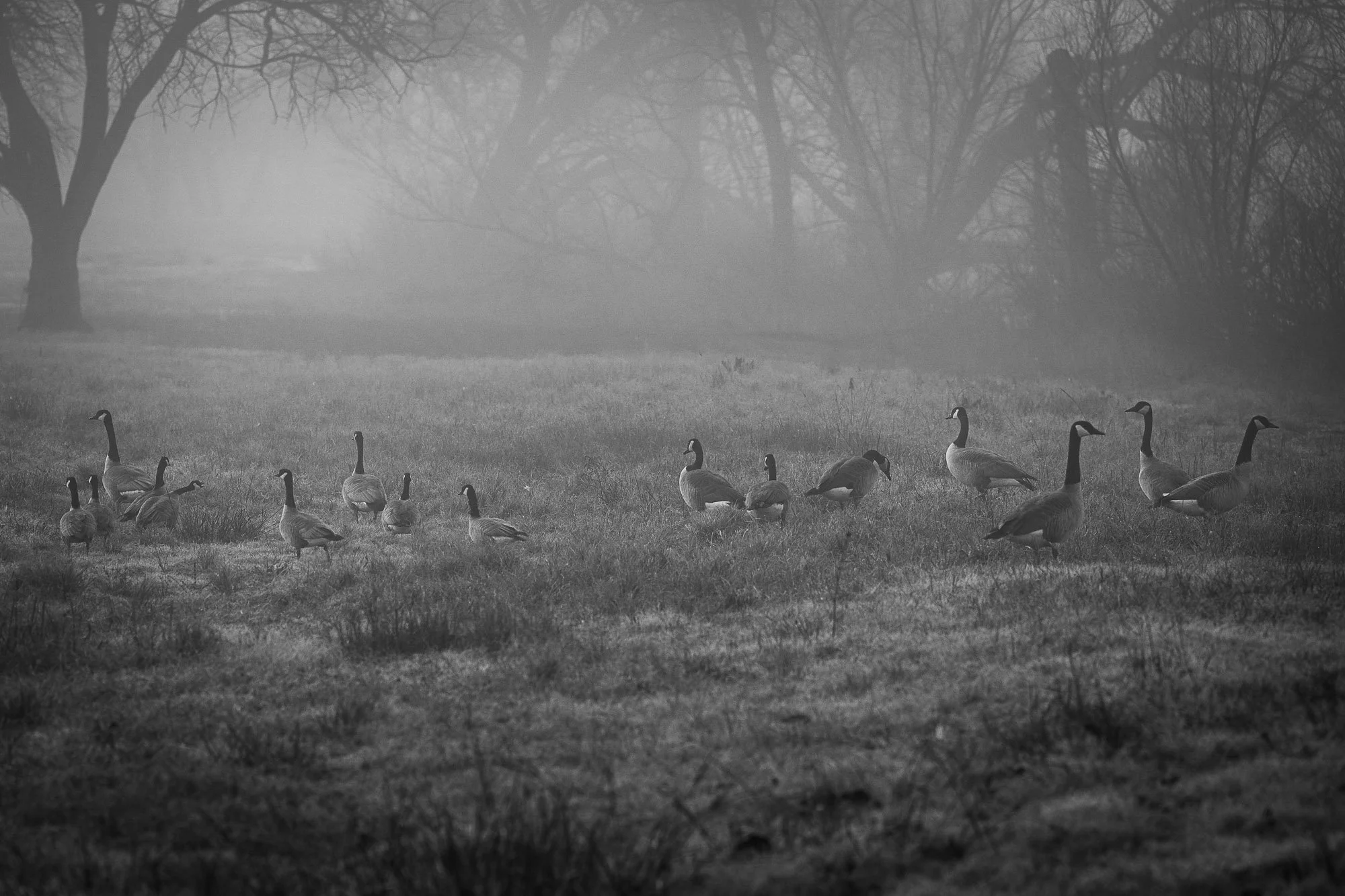 Geese assembling in the shrouded field