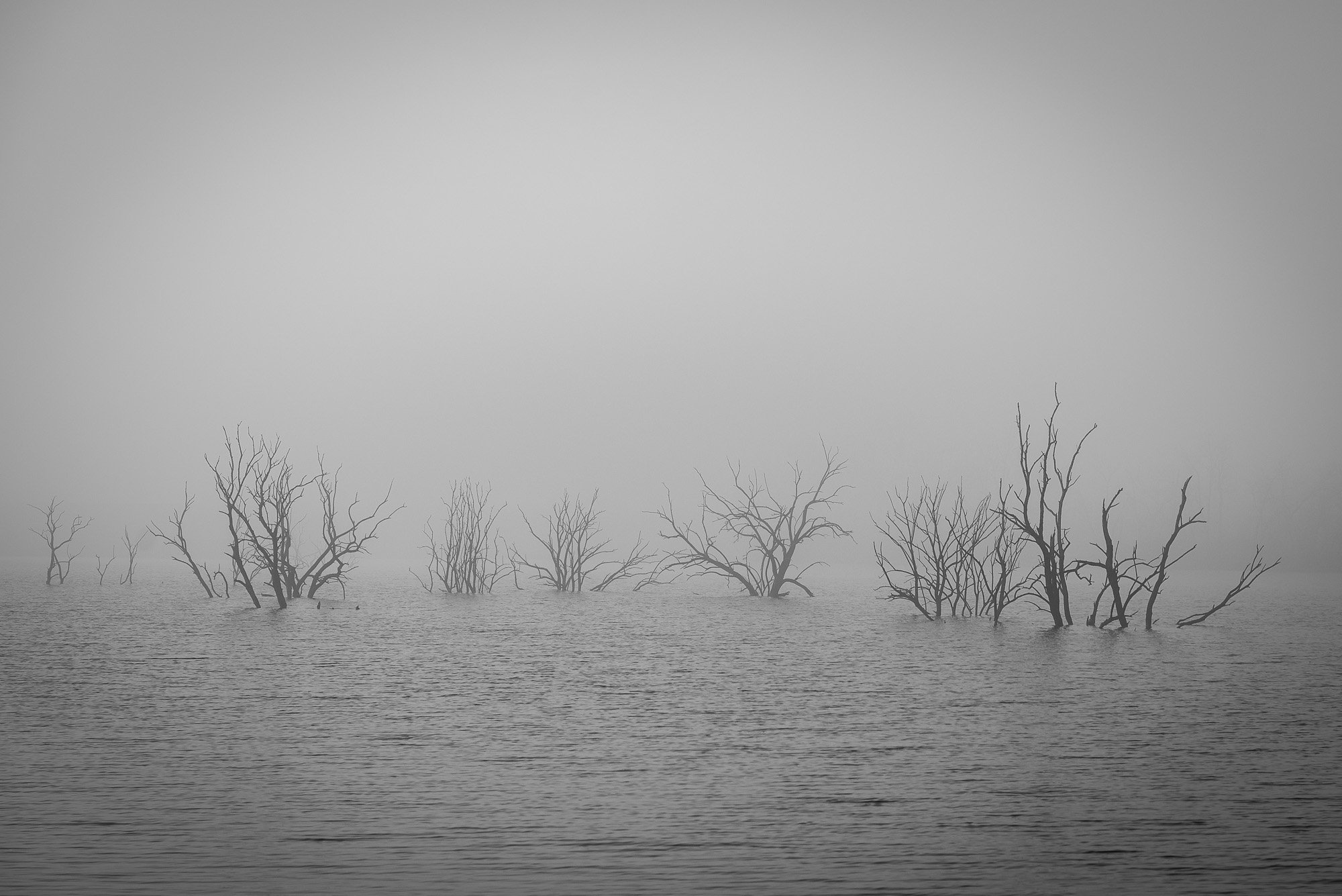 Submerged trees emerging from calm waters