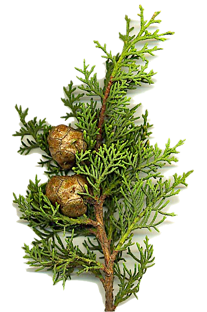 Med_Cypress.png