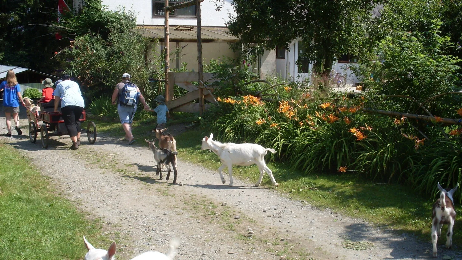 Visit our Farm — Goat's Pride Dairy