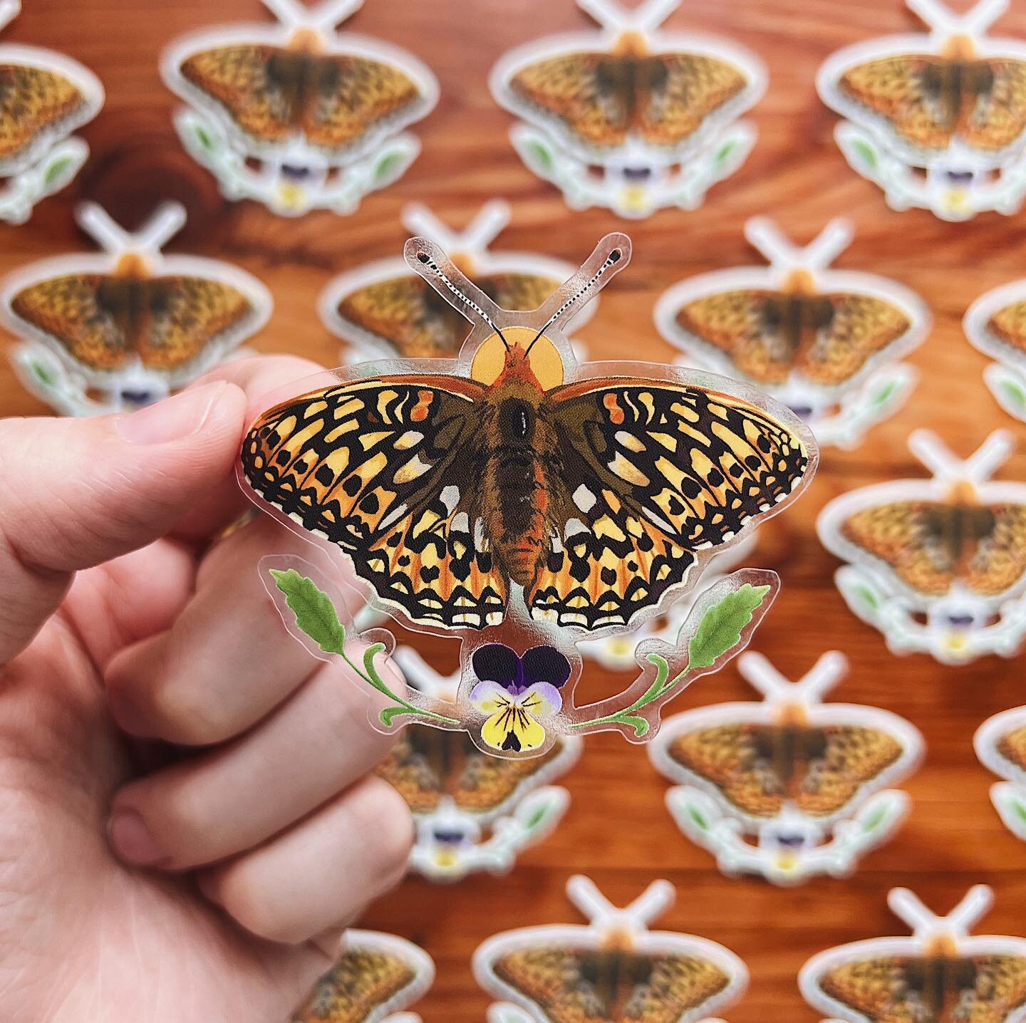 Two new stickers coming to my shop on Friday! The fourth endangered butterfly in the series is a gorgeous Callippe Silverspot Butterfly with its host plant &ldquo;Johnny Jump Up&rdquo; aka wild pansy! As always, the butterflies of this series are on 
