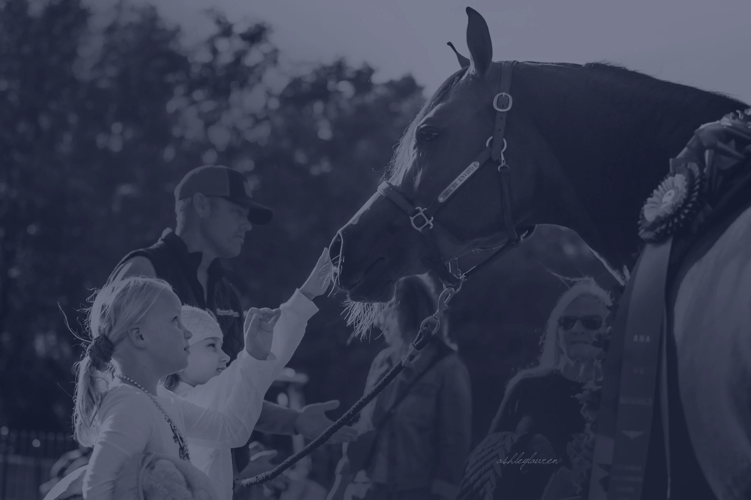 Ocala Community Invited to Experience the Beauty of the Arabian Horse