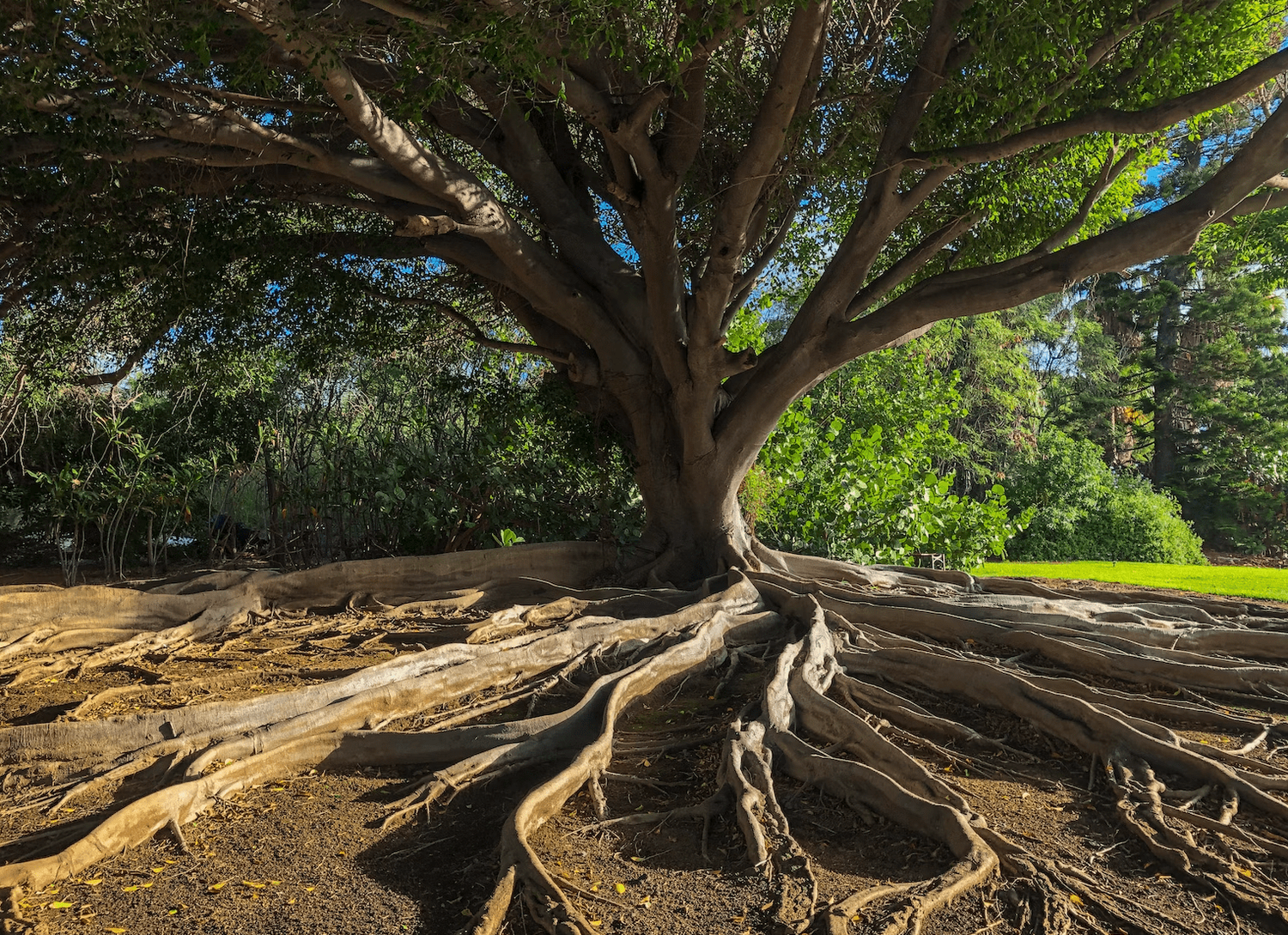 Pbs Tree Problem The Problem Tree — Evander Strategy