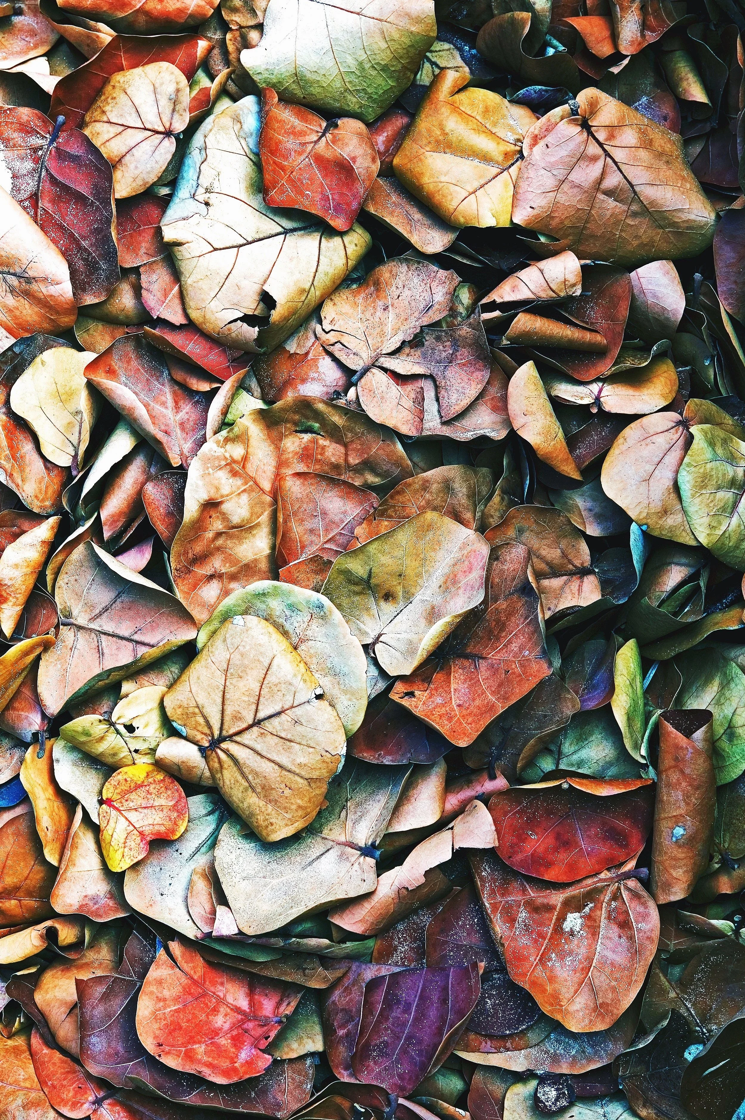 FINAL_Leaves_0017.jpg