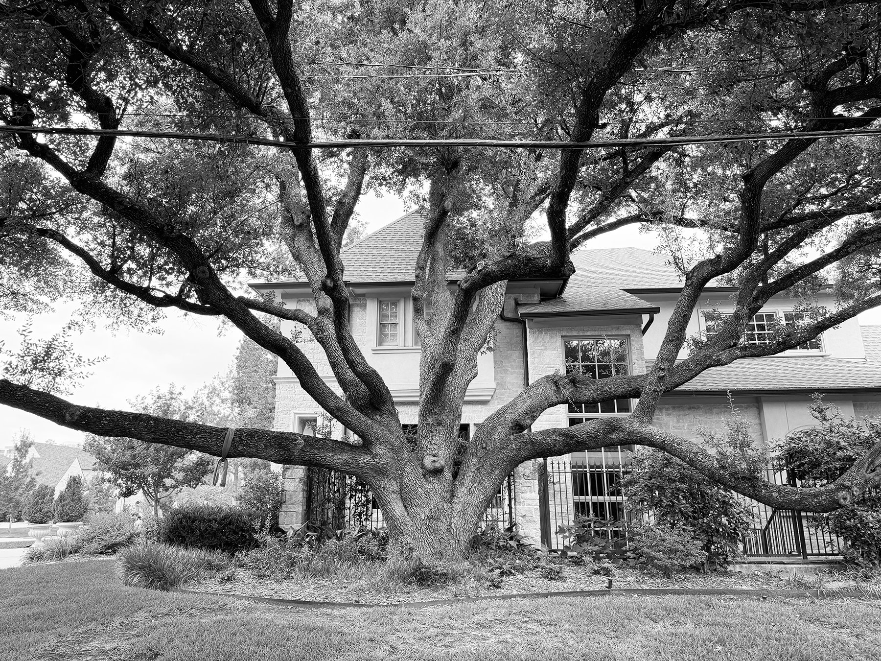 Thackery Street Tree
  Dallas, Texas

