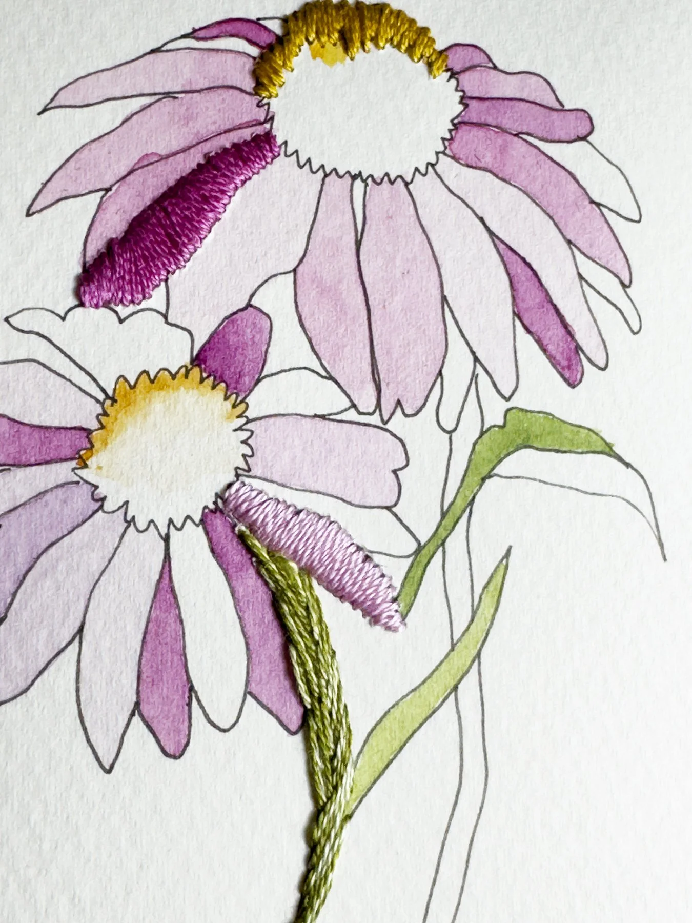 Pink Echinacea 3 of 3.jpg