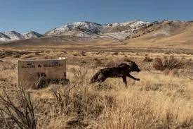 When California Pulled the Trigger: The Tragedy of the Beyem Seyo Wolves&nbsp;