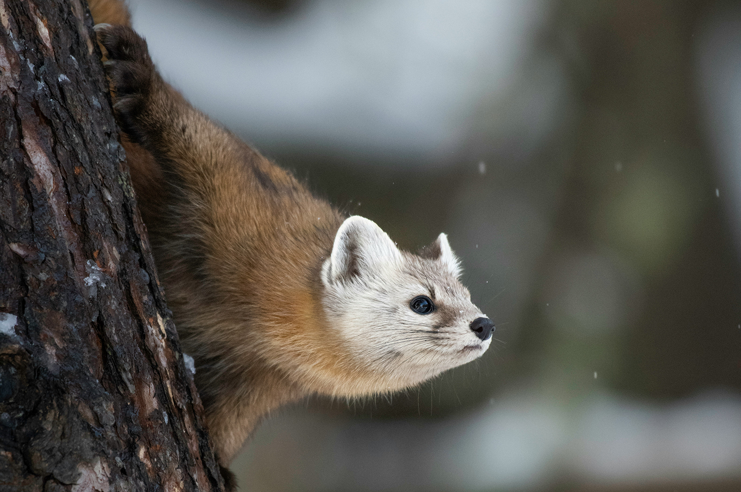 Urgent Colorado ‘Furbearer’ Reforms Needed to Protect Wildlife