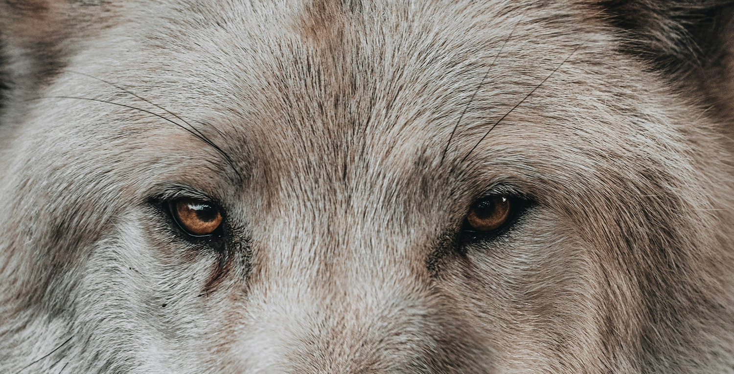 Decent Guys Don’t Torture Animals