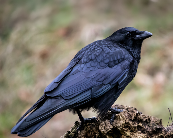 The Gentle Art of Not Killing Crows