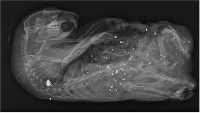 Take Action! Tell Senator Lummis to Oppose H.R. 556