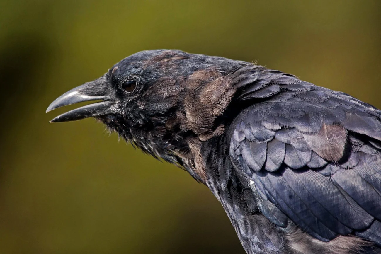 The Gentle Art of Not Killing Crows