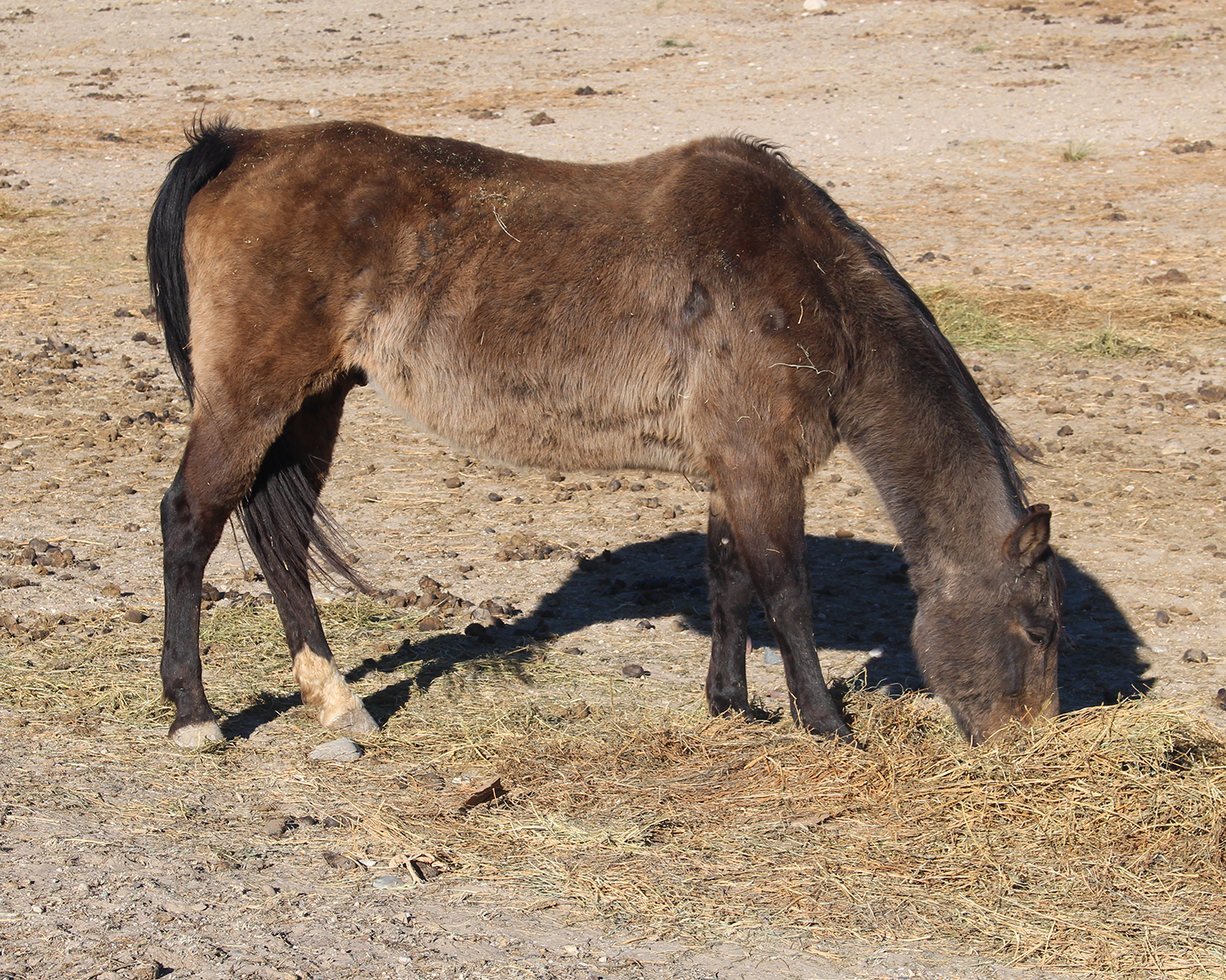 Goshen 14 Update: Fourteen Horses, System Gaps, and a Preventable Crisis