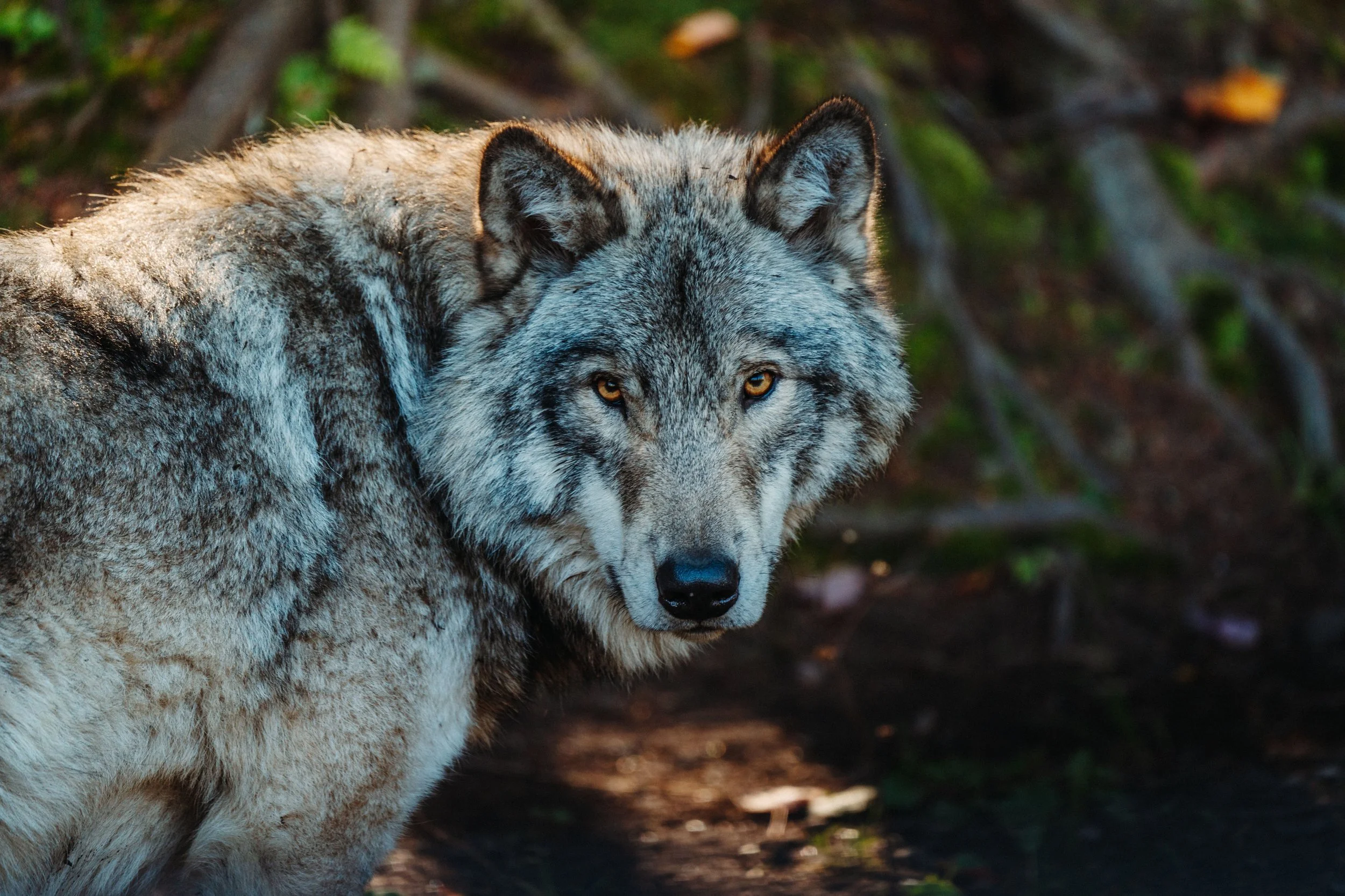 Understanding Wyoming's 2026 Wolf Hunt: A Population at the Federal Floor