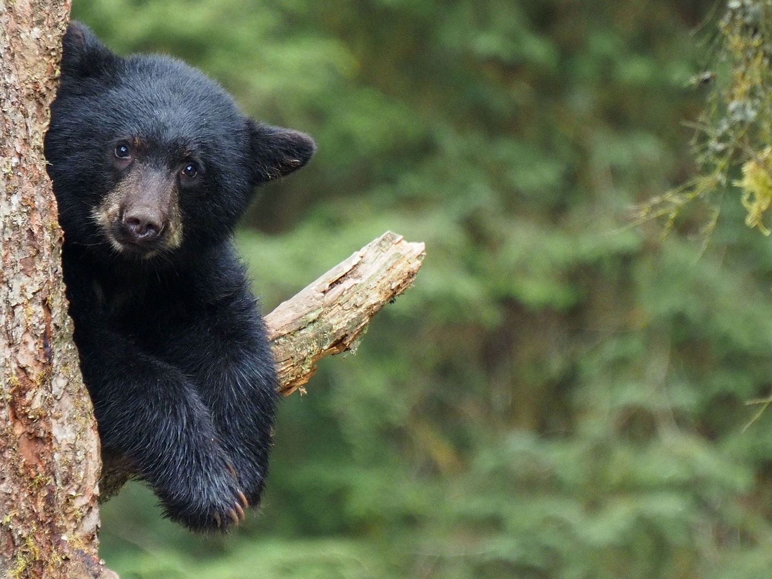 A Fed Bear Is a Dead Bear: Why Keeping Wildlife Wild Matters More Than Ever This Fall
