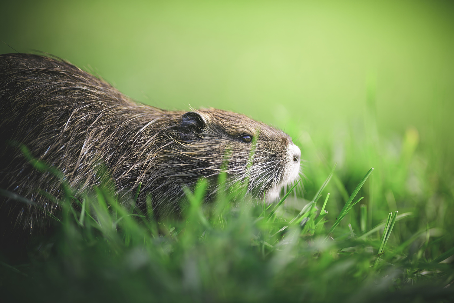 Dam Good Work:&nbsp;WYCAP Teams Up for Wyoming's Beavers