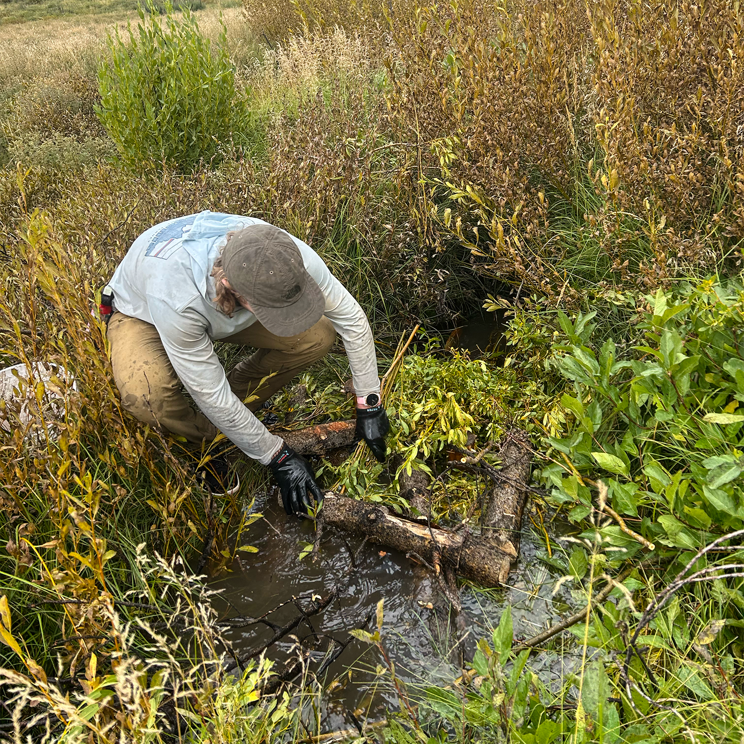 Building Like a Beaver: How Volunteers Are Restoring Wyoming's Streams with Beaver Dam Analogs