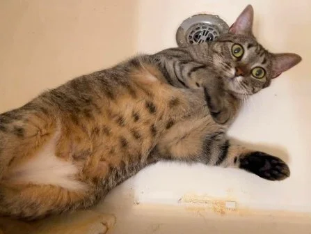 46 Drivers, 3,271 Miles, 3 Cats: Inside Cross-Country Pet Transport