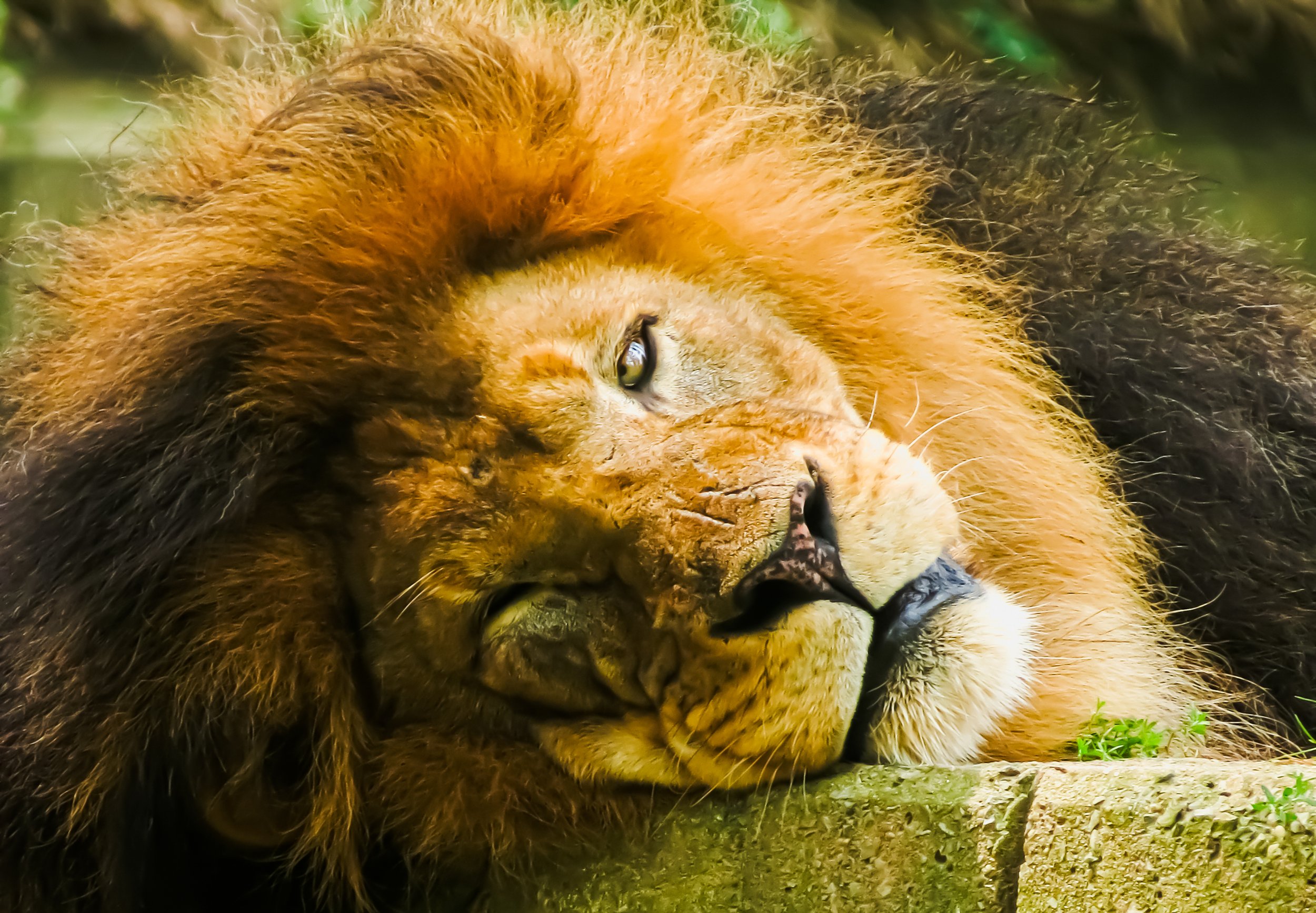Eye of the Lion