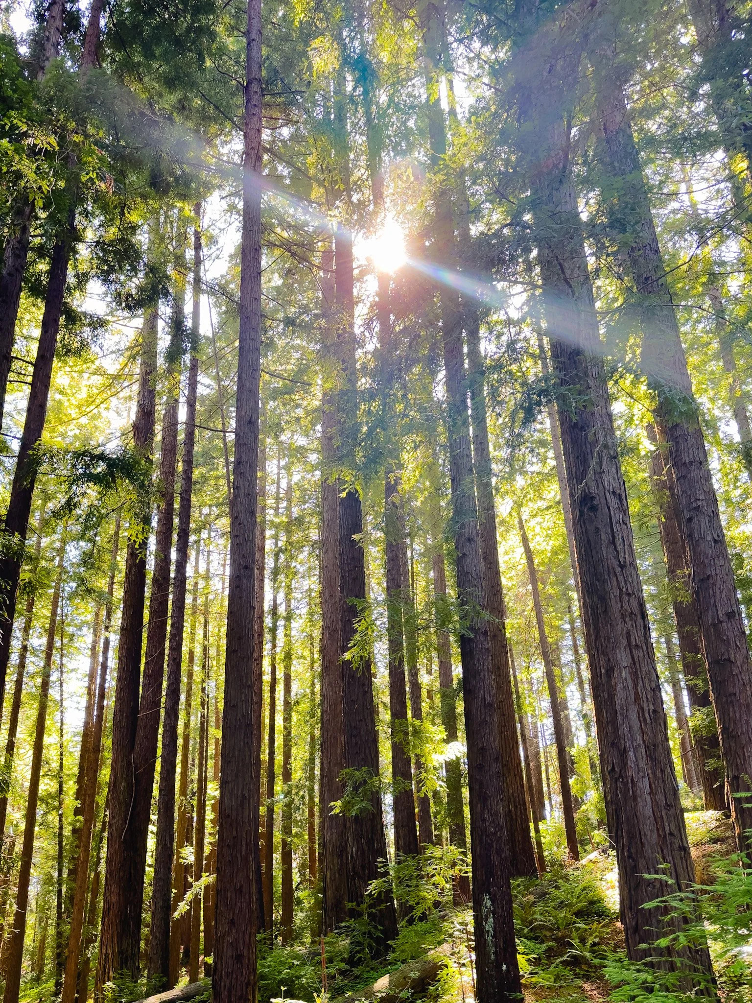 Redwood Trees