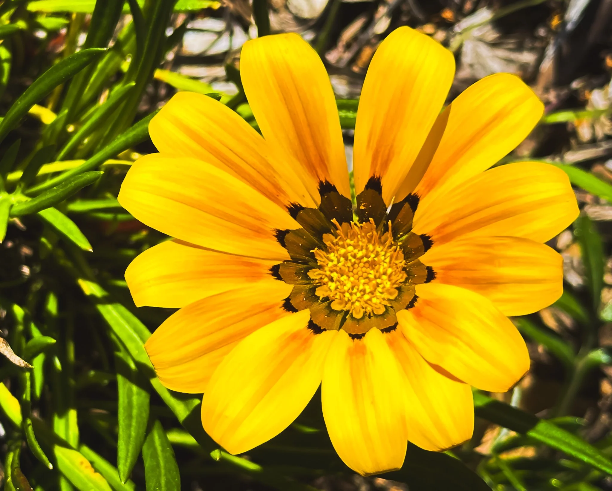 Bloom
