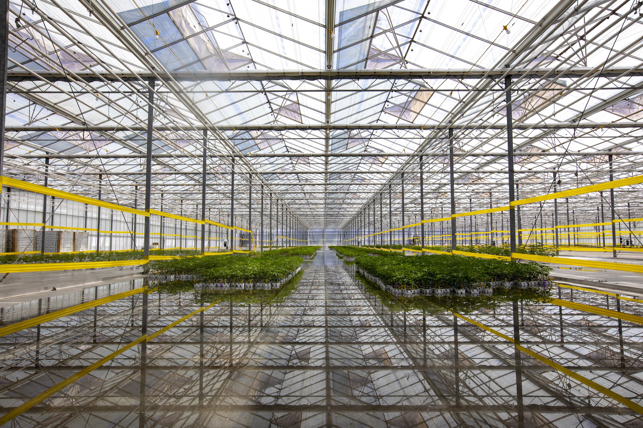  The floor of the greenhouse is flooded to water cannabis plants at Glass House Brands near Camarillo, California. The 5.5 million square foot facility is expected to become the world’s largest for growing cannabis once it’s fully converted from its 