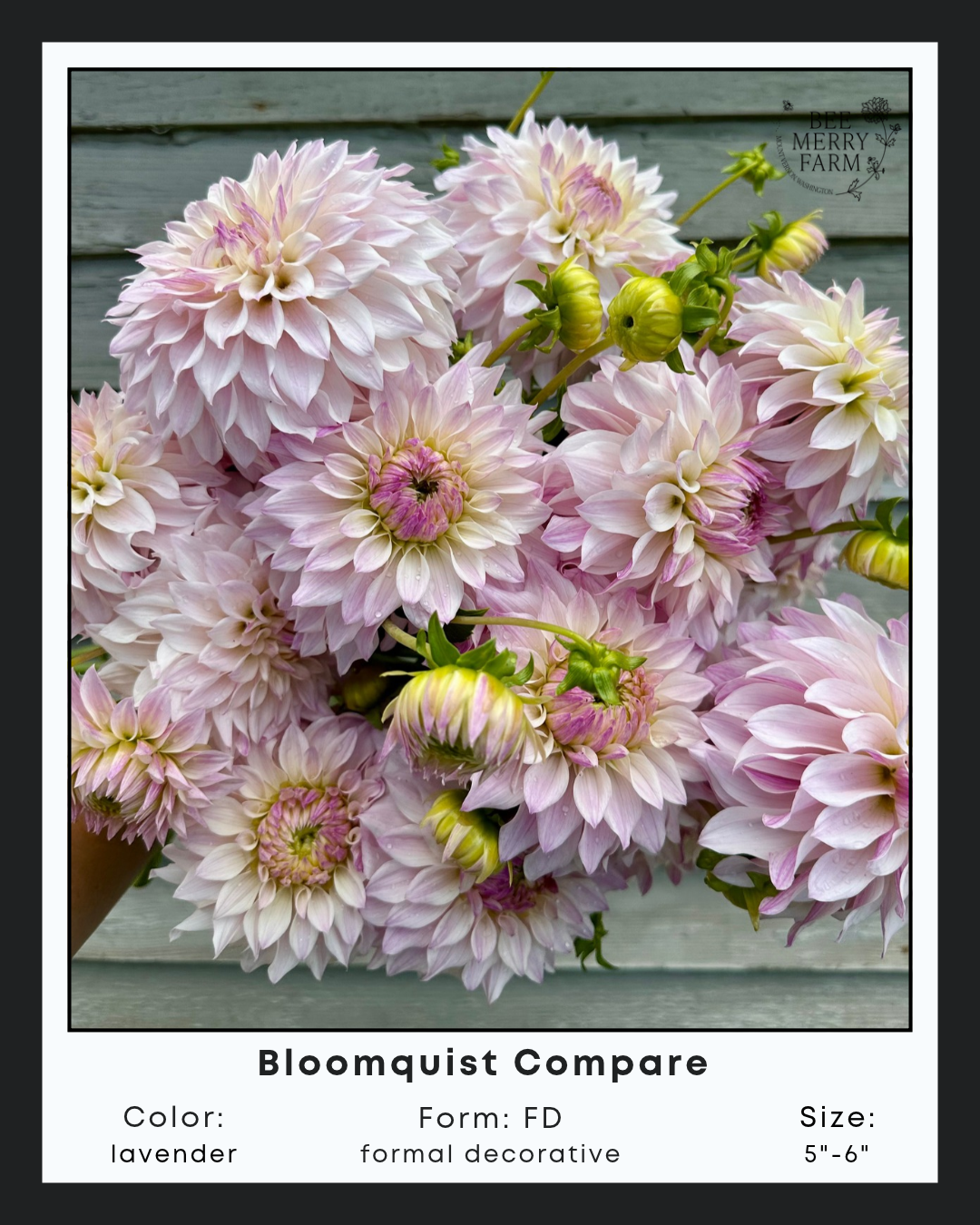 Bloomquist Compare