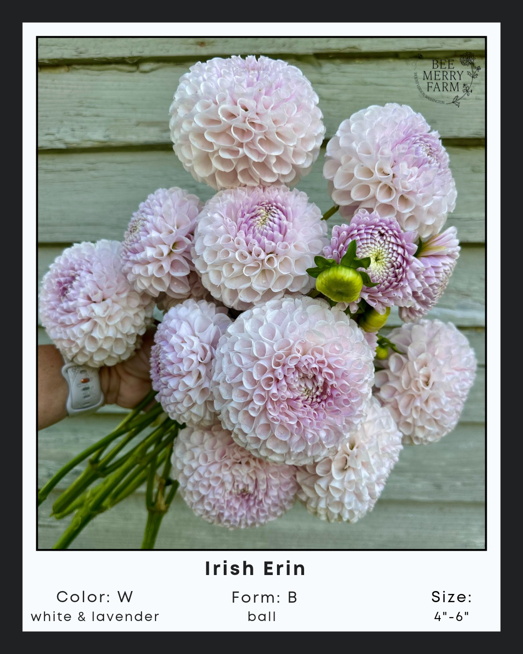 Irish Erin.png