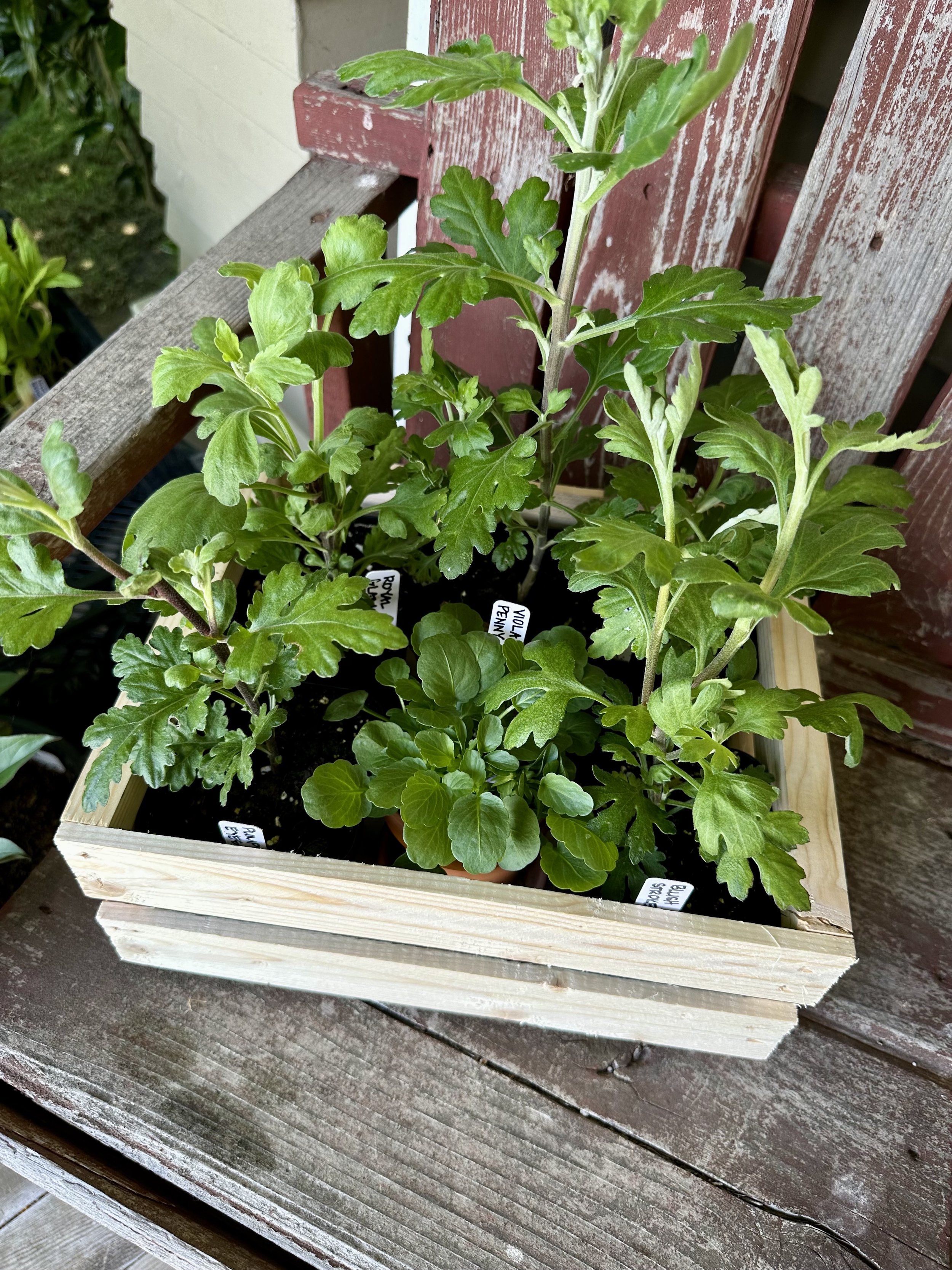 Mum Box-2.jpg