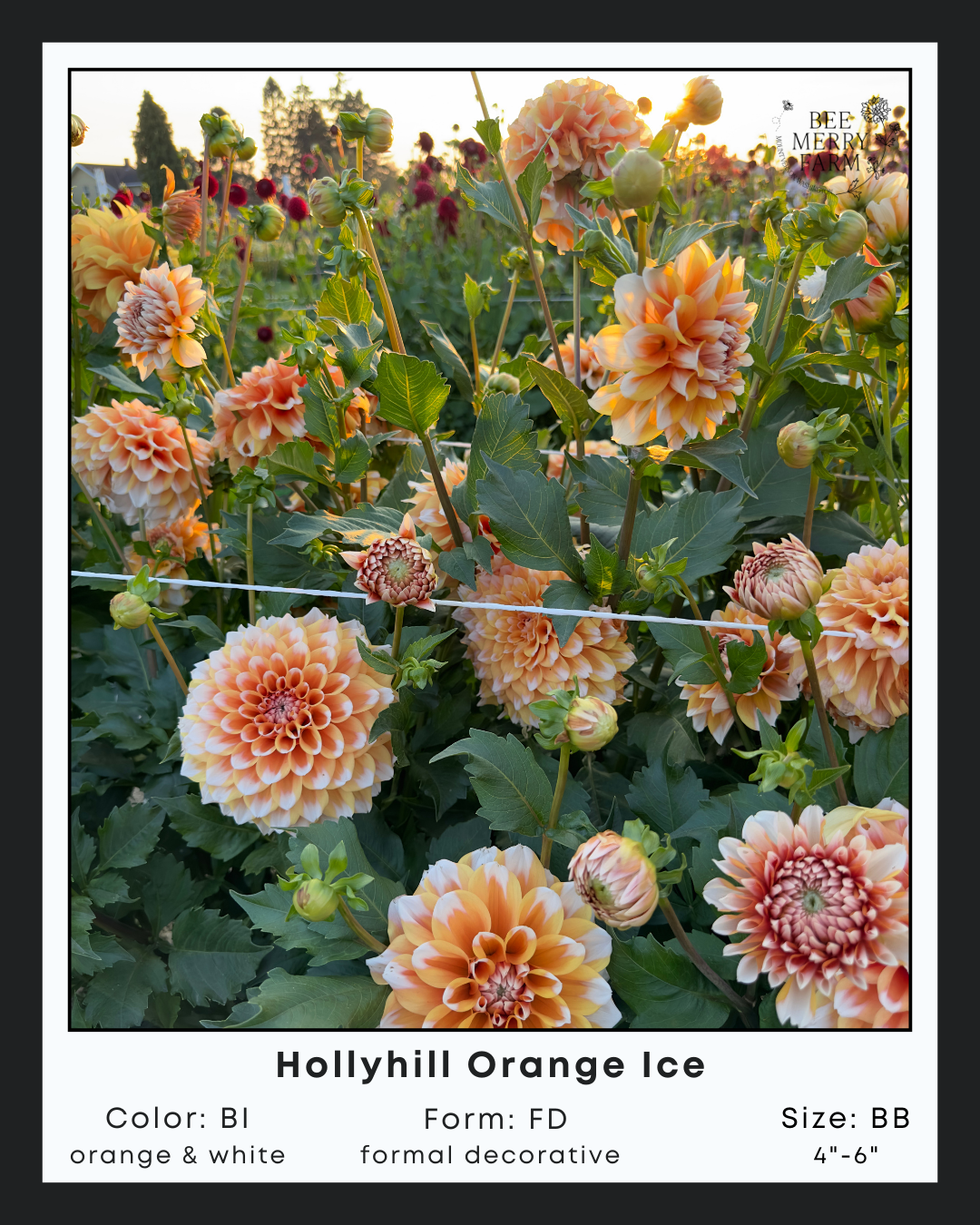 Hollyhill Orange Ice-2.png