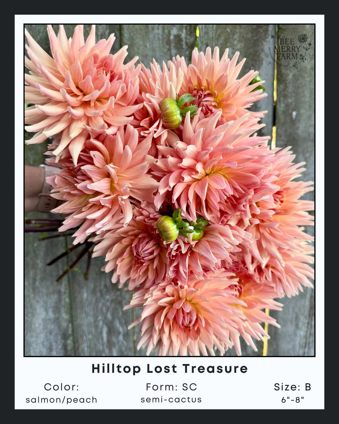 Hilltop Lost Treasure-2.png