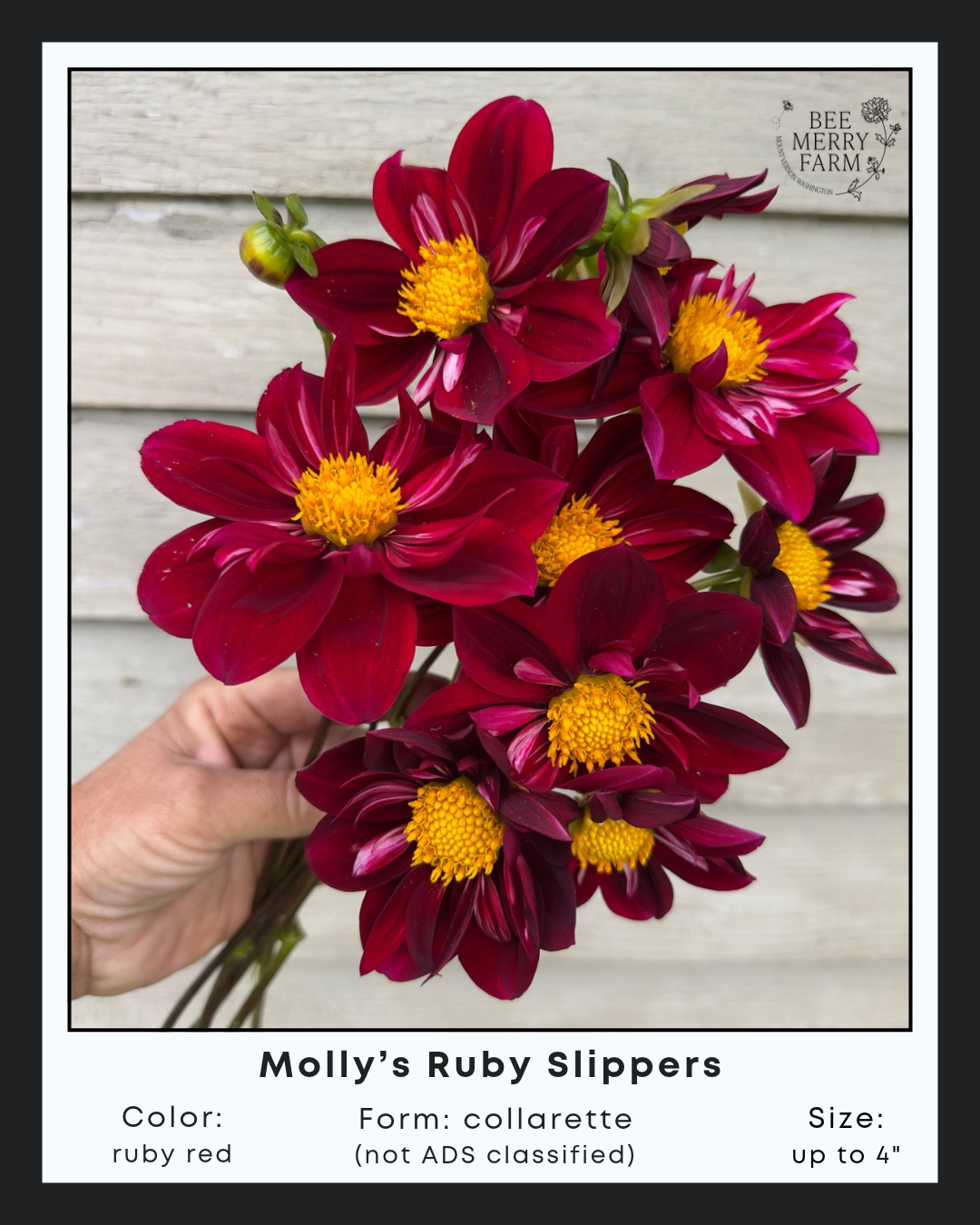 Mollys Ruby Slippers .png