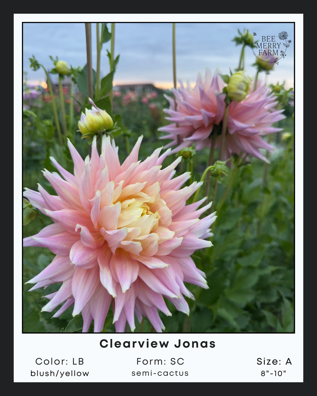 Clearview Jonas-3.png