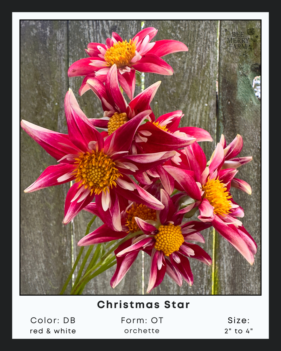 Christmas Star-1.png