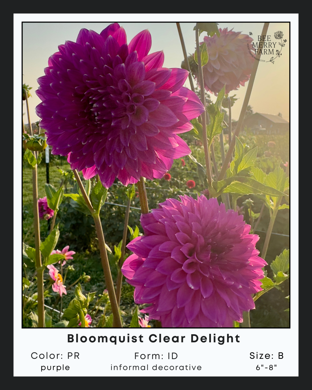 BQ Clear Delight-2.png