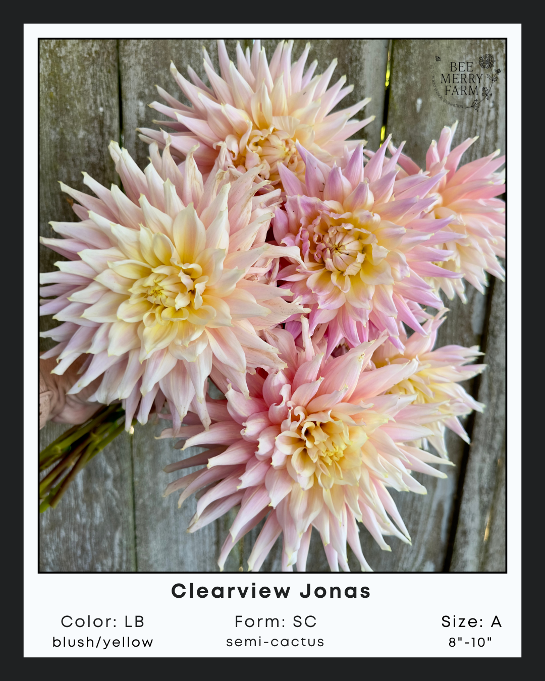 Clearview Jonas-2.png