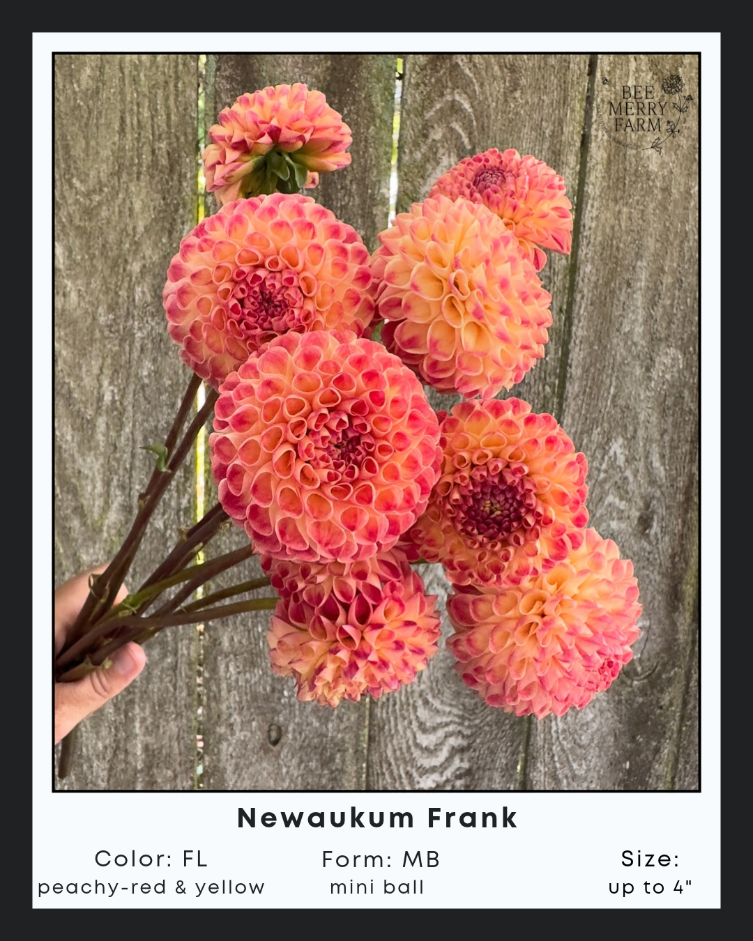 Newaukum Frank.png