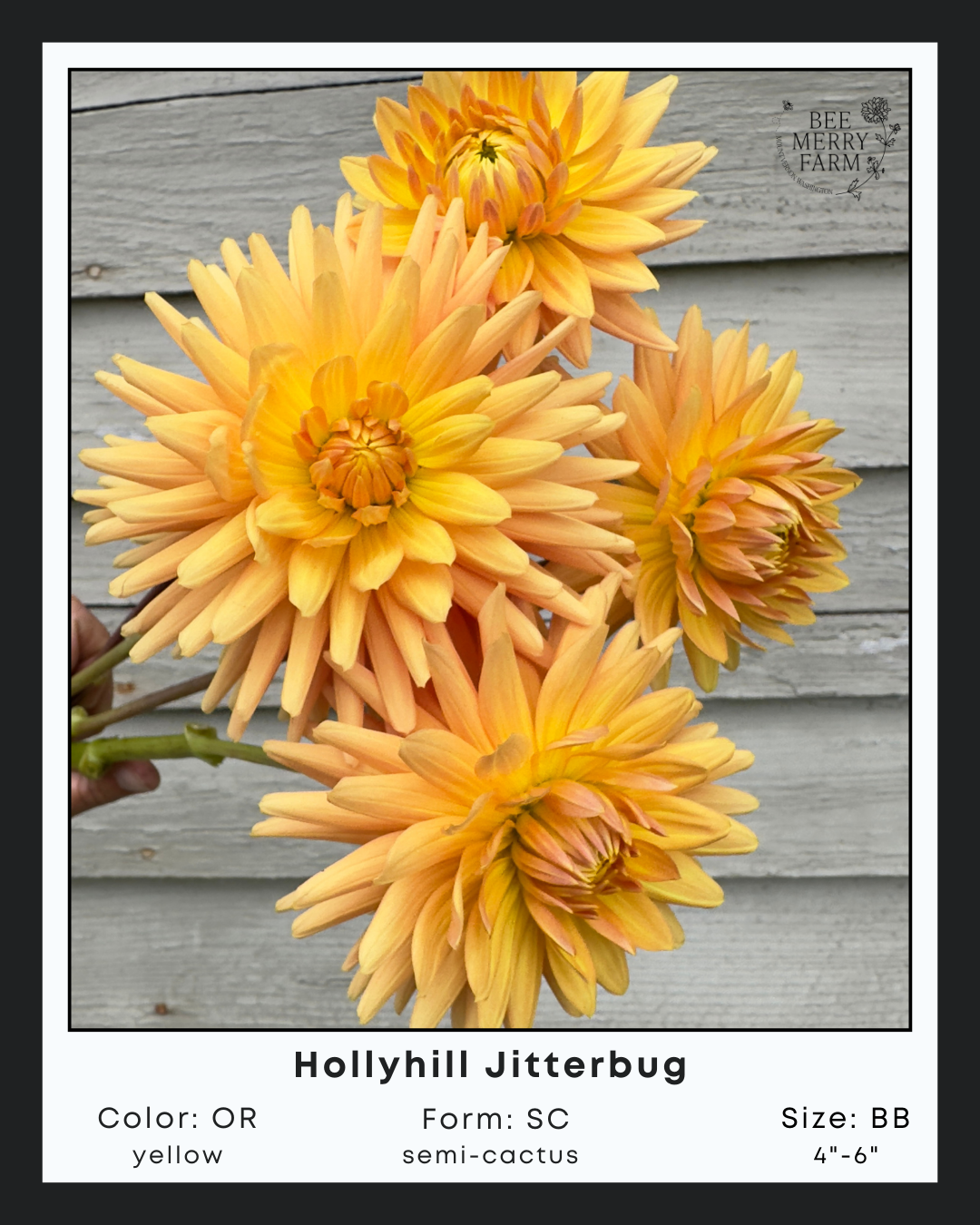 Hollyhill Jitterbug-2.png