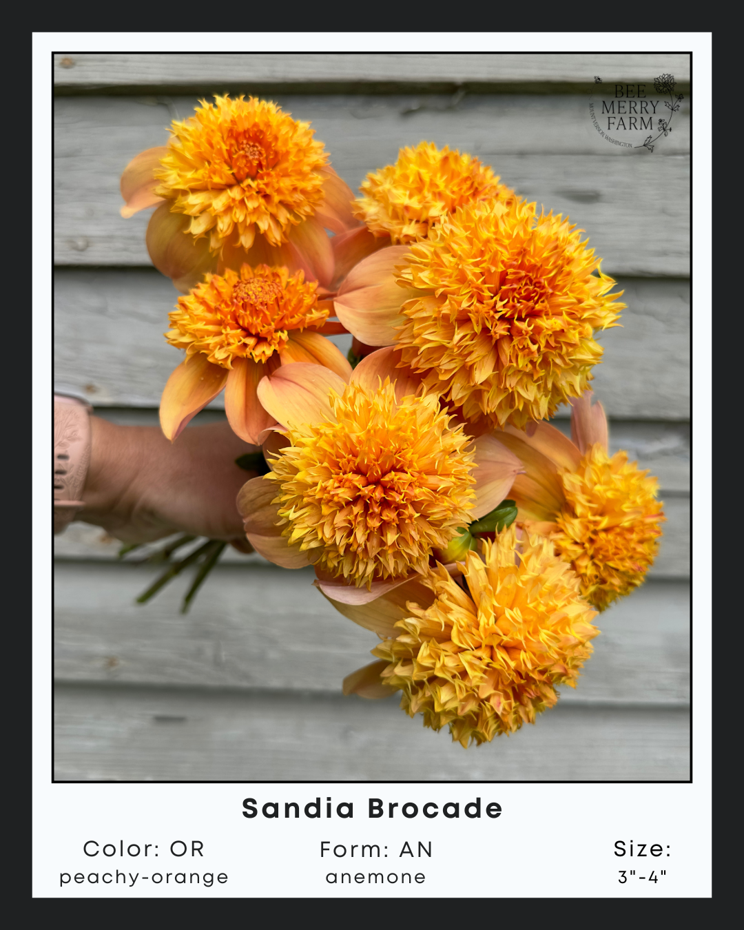 Sandia Brocade