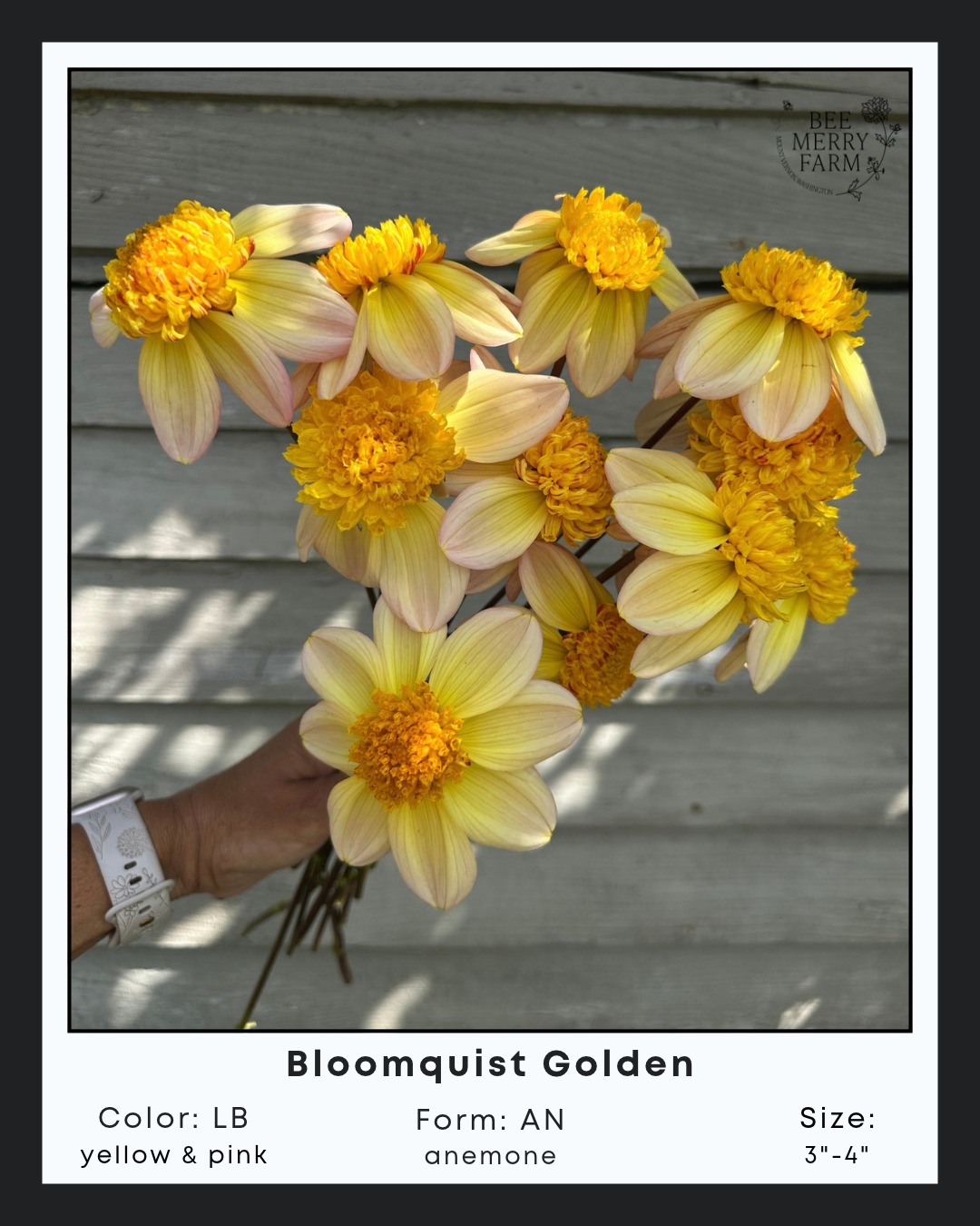Bloomquist Golden
