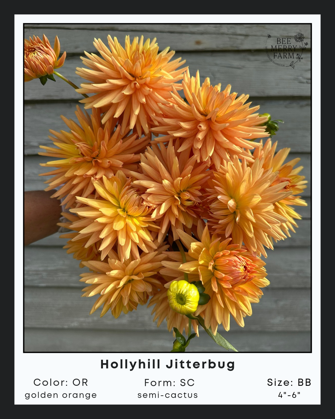 Hollyhill Jitterbug