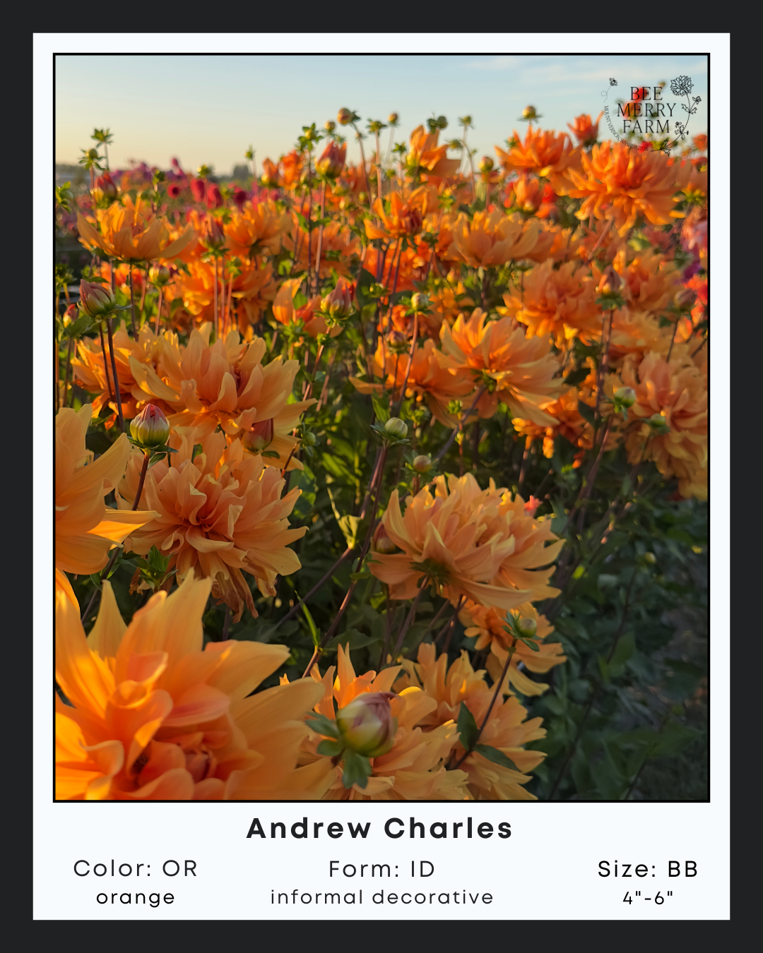 Andrew Charles-1.png